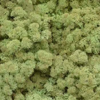 Licheni natural 500gr verde mint AFO