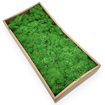 Licheni Natural Premium Curatat 500g - Verde Intense