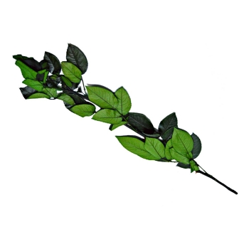 Tulpina pentru Trandafiri Criogenati 60 cm